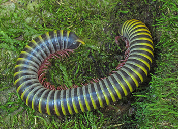 Millipede
